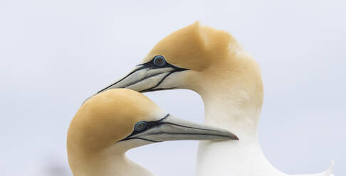 Gannets - JOHF03225