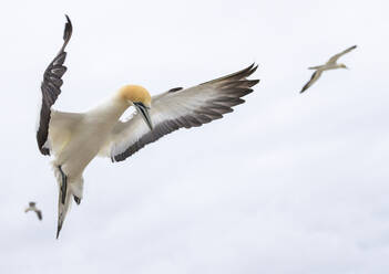 Basstölpel im Flug - JOHF03229