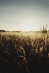 Grass on meadow - JOHF03236