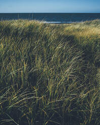 Gras auf dem Meer - JOHF03288
