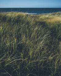 Grass at sea - JOHF03288