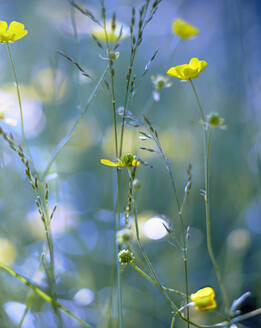 Hahnenfußblüten - JOHF03438