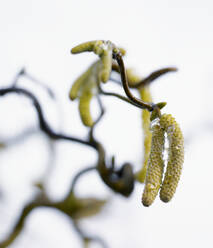 Hazel catkins - JOHF03440