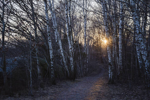 Birkenwald bei Sonnenuntergang - JOHF03502