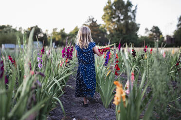 Mädchen auf Gladiolenfeld - JOHF03591