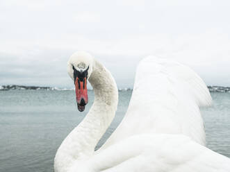 Mute swan - JOHF03597