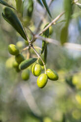 Green olives on tree - MGIF00786