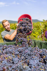 Man pouring red grapes on trailer in vineyard - MGIF00788