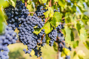 Ripe grapes on vine - MGIF00791