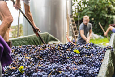 Man standing on trailer with harvested grapes for processing - MGIF00798