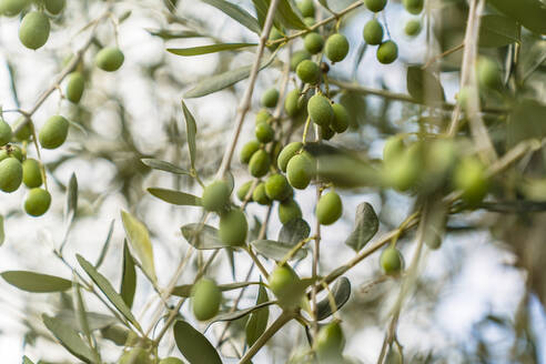 Green olives on tree - MGIF00799