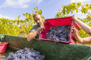 Man and woman pouring red grapes on trailer in vineyard - MGIF00802