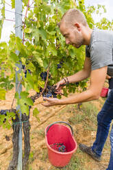 Man harvesting red grapes in vineyard - MGIF00803