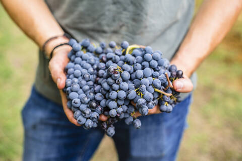 Nahaufnahme eines Mannes mit roten Trauben in einem Weinberg, lizenzfreies Stockfoto