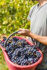 Nahaufnahme eines Mannes bei der Weinlese im Weinberg mit einem Eimer - MGIF00806