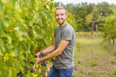 Porträt eines lächelnden jungen Mannes, der im Weinberg Trauben erntet - MGIF00807
