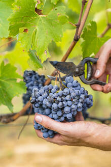 Nahaufnahme eines Mannes bei der Ernte roter Trauben im Weinberg - MGIF00810