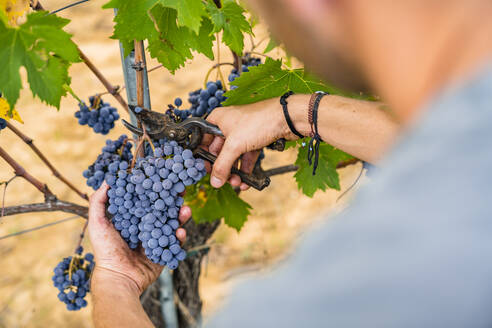 Nahaufnahme eines Mannes bei der Ernte roter Trauben im Weinberg - MGIF00811