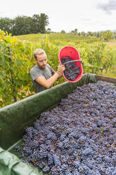 Man pouring red grapes on trailer in vineyard - MGIF00813