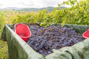 Geerntete rote Trauben auf einem Anhänger in einem Weinberg - MGIF00814