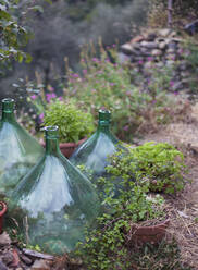 Bottles in flowerbed - JOHF03654