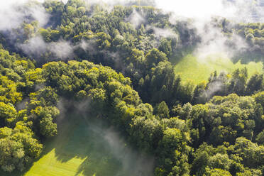 Deutschland, Bayern, Dorfen, Luftaufnahme von Nebel, der über grünem Wald schwebt - LHF00725