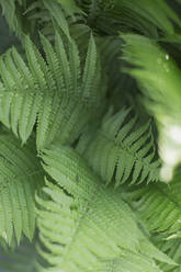 Ferns - JOHF03679