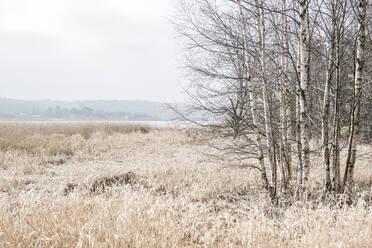 Trees in meadow - JOHF03828