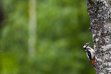 Woodpecker on tree - JOHF03843