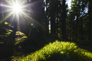 Moos im Wald - JOHF03926