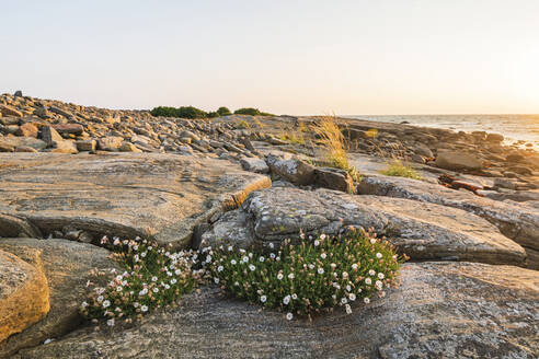 Wildblumen an felsiger Küste - JOHF03934