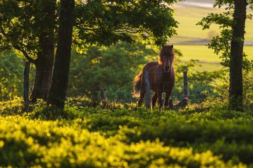 Horse on meadow - JOHF03994