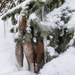 Icicles on pine cones and branches - JOHF04074