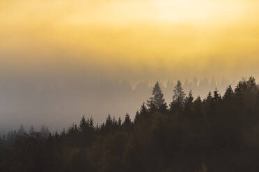Wald bei Sonnenaufgang - JOHF04082