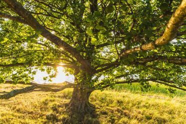 Tree at water - JOHF04091