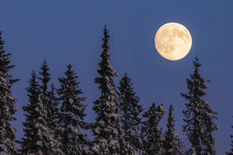 Vollmond über Bäumen, lizenzfreies Stockfoto