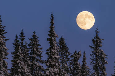 Full moon above trees - JOHF04140