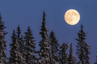 Vollmond über Bäumen - JOHF04140