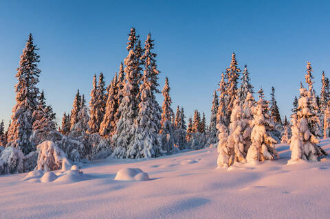 Bäume im Winter, lizenzfreies Stockfoto