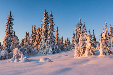 Trees at winter - JOHF04145