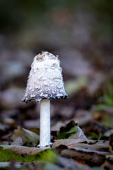 Mushroom - JOHF04157