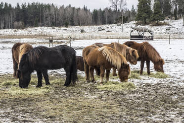 Ponies grazing at winter - JOHF04169