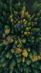Luftaufnahme des Herbstwaldes - JOHF04214