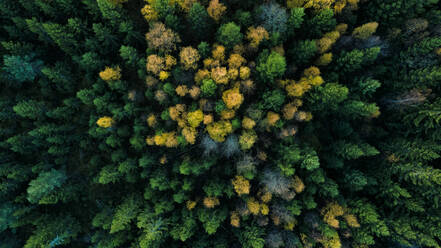 Luftaufnahme des Herbstwaldes - JOHF04216