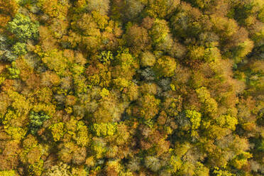 Luftaufnahme des Herbstwaldes - JOHF04218
