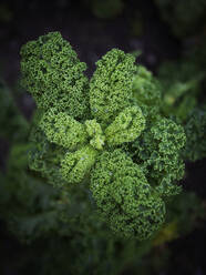 Kale, close-up - JOHF04263