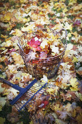 Herbstblätter im Drahtkorb - JOHF04274