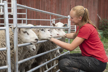 Teenage girl stroking sheep - JOHF04314