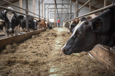 Cows in cowshed - JOHF04316