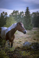 Pferd auf der Wiese - JOHF04331